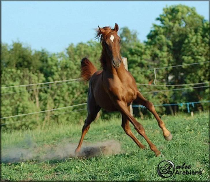 Arabisk fuldblod (OX) Magic Sari Gamal - SOLGT - Juni 2007 billede 8