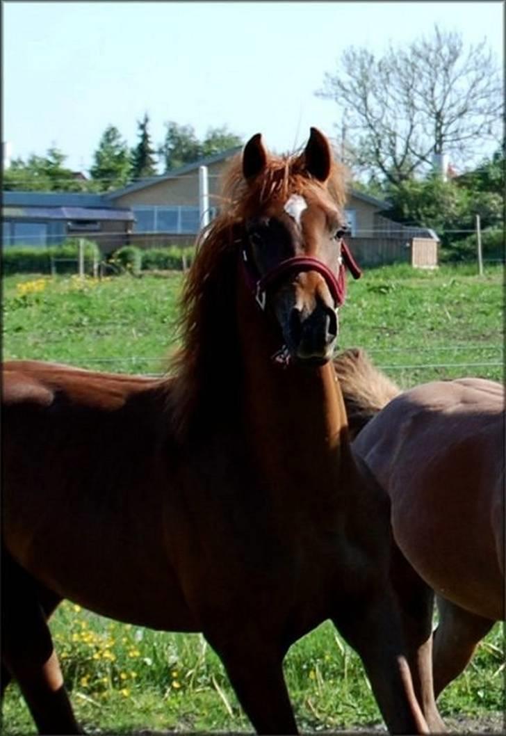 Arabisk fuldblod (OX) Magic Sari Gamal - SOLGT - Maj 2007 billede 9