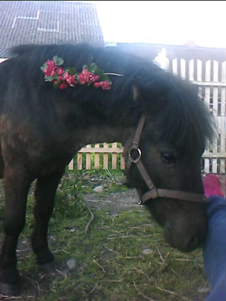 Shetlænder Blakie SOLGT billede 10