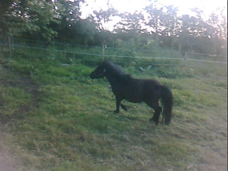 Shetlænder Blakie SOLGT billede 11