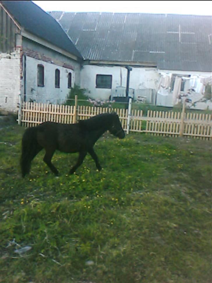 Shetlænder Blakie SOLGT billede 12