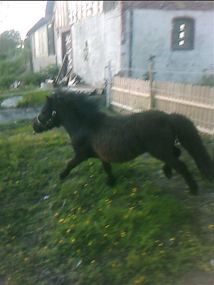 Shetlænder Blakie SOLGT billede 13