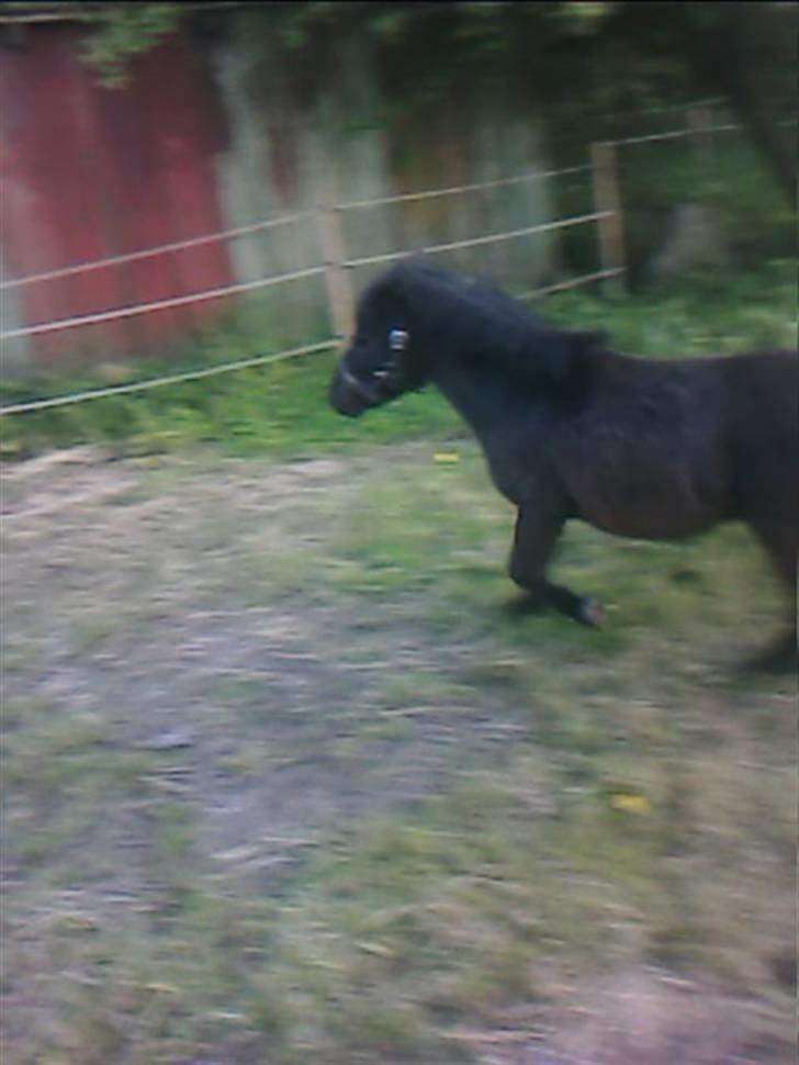 Shetlænder Blakie SOLGT billede 14