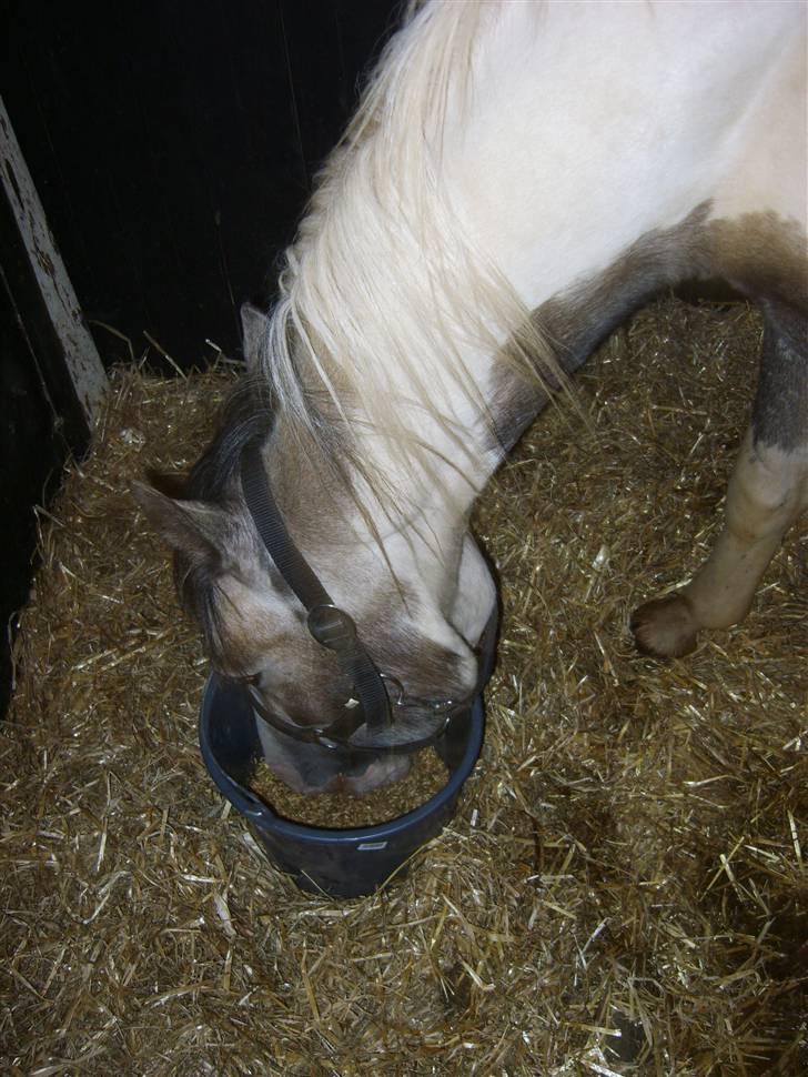 Pinto Freja (solgt) - min mad billede 1