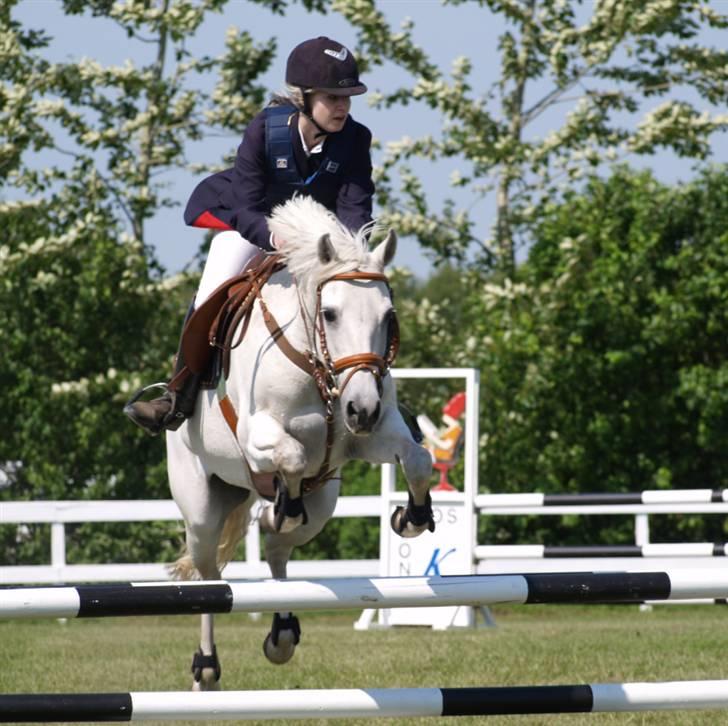 New Forest Sonnius Daphne solgt/død - Miiq & Daffe, MB lands i SPS, ALT! for nice billed - Foto: Kimie Dehn .. TAAK billede 8