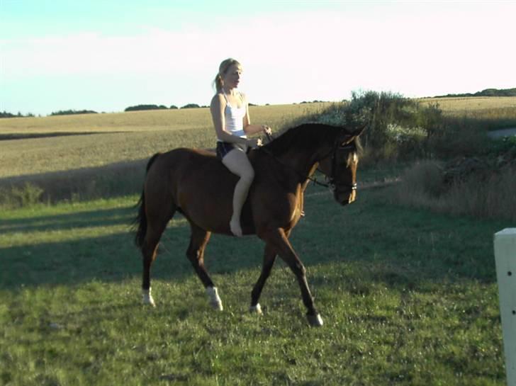 Standardbred Good As Perfect - Uh, så fin. :D (foto: Lene/kamera) billede 10