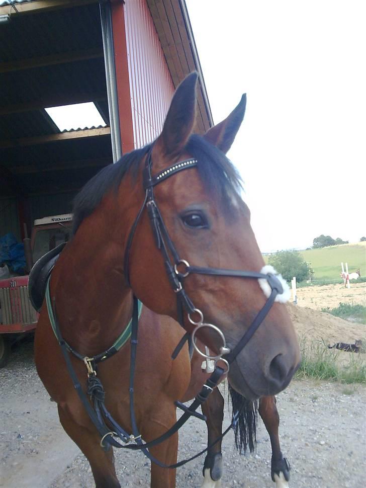 Standardbred Good As Perfect - Klar til springtræning. ;P (foto: mig/mobil) billede 11