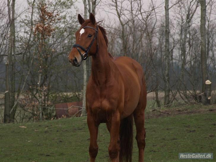 Palomino Jupiter Stauslykke - Jupiter Står og kigger på føllebasserne på den anden mark :D billede 3