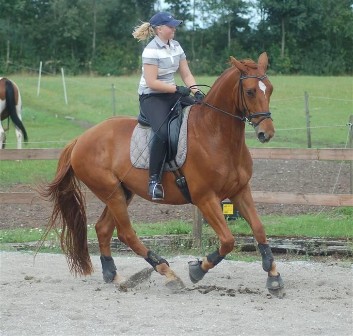 Palomino Jupiter Stauslykke - Galop :D uh elsker det her billede, så meget mere samlet i galop end han har været før <3 billede 4