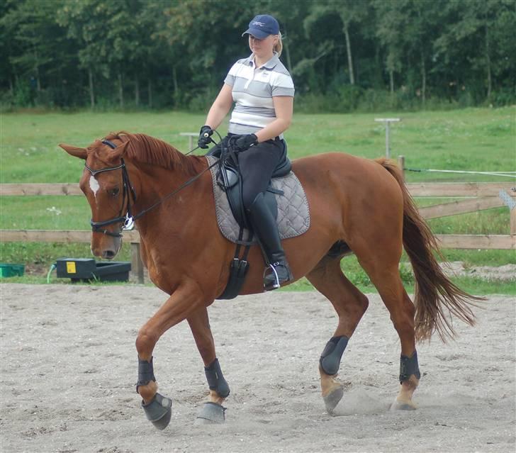 Palomino Jupiter Stauslykke - trav. se hvor meget han er inde under sig :D billede 6