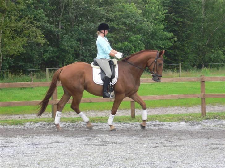 Palomino Jupiter Stauslykke - 2 juli.. efter kun 4 uges ridning. billede 8