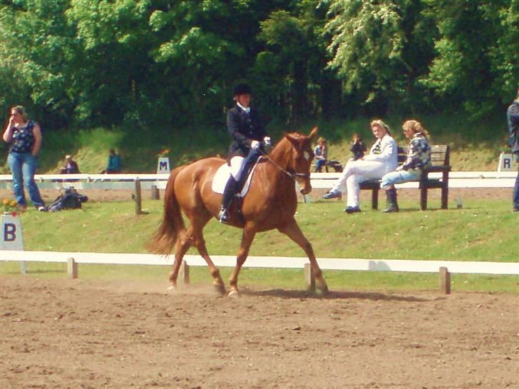 Palomino Jupiter Stauslykke - Stævne morsø 09 :) billede 9