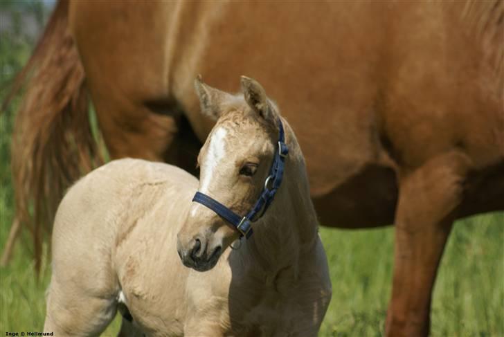 Palomino Brattensborgs BaileySOLGT billede 16