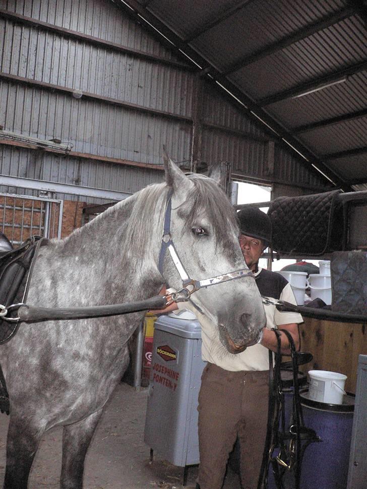 Pura Raza Española Bent billede 3