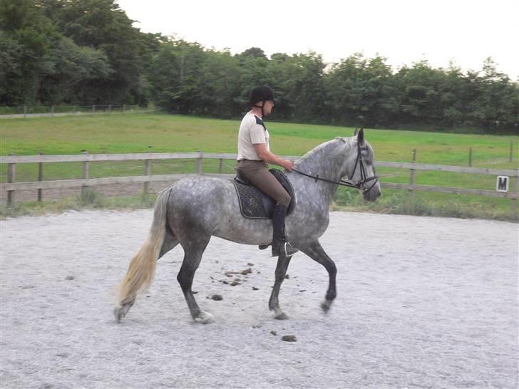 Pura Raza Española Bent billede 5