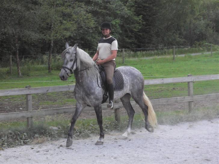 Pura Raza Española Bent billede 6