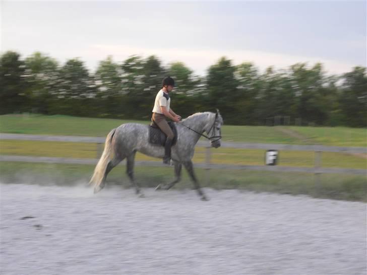 Pura Raza Española Bent billede 8