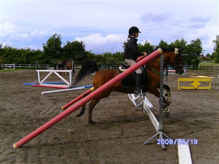 Arabisk fuldblod (OX) Bopart  - 2 gang Bopart springer med rytter på ryggen (: billede 16