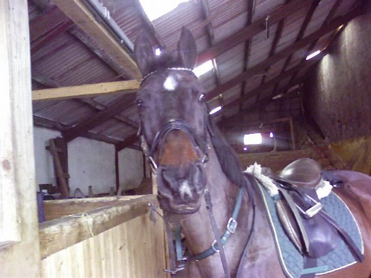 Dansk Varmblod Lady Maj R.I.P d. 29/4-08 billede 5