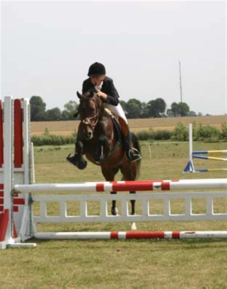 New Forest Offem Minos billede 7