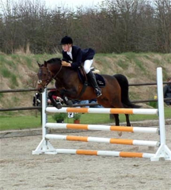 New Forest Offem Minos billede 10