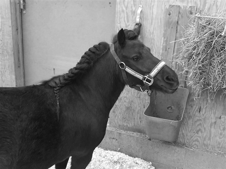 Shetlænder Merci - Solgt - woohh?? billede 5