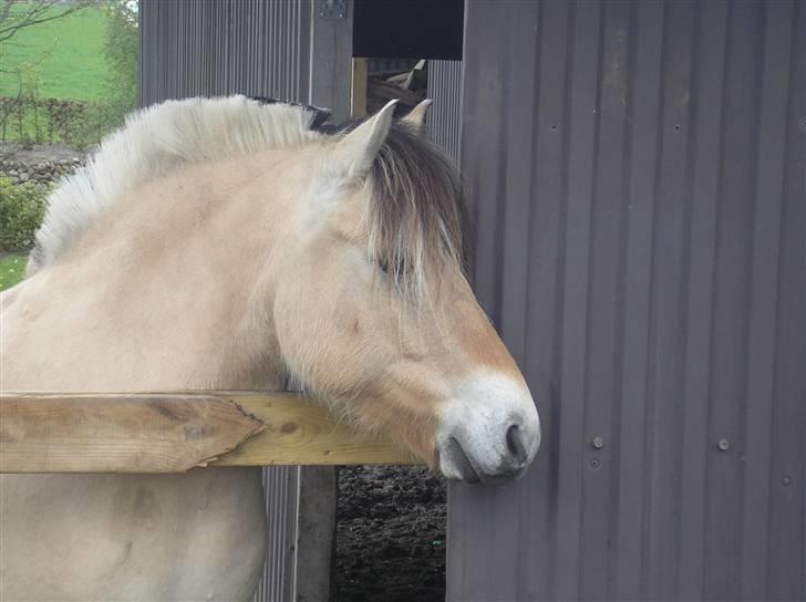 Fjordhest Østerskov`s Mille billede 10