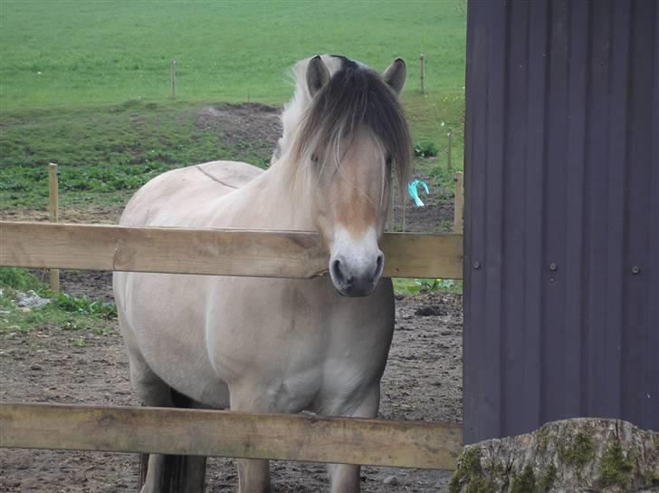 Fjordhest Østerskov`s Mille billede 11