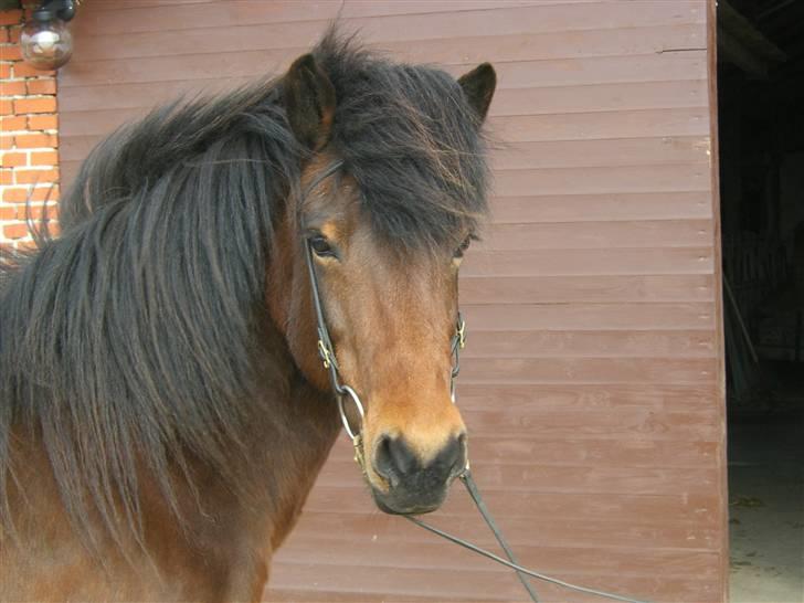 Islænder Múska fra Olesminde - min smukke muska billede 2
