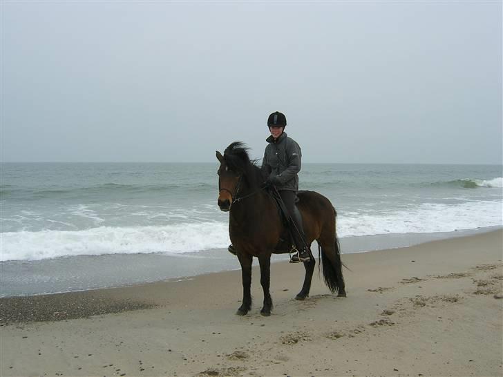 Islænder Múska fra Olesminde - muska og mig ved vesterhavet... billede 3