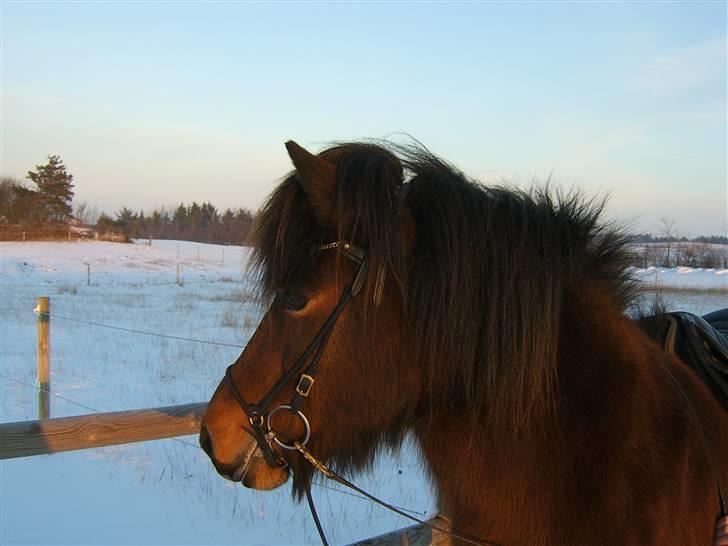 Islænder Múska fra Olesminde - muska en vinterdag :) billede 4