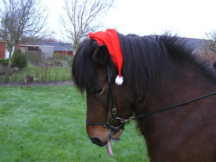 Islænder Múska fra Olesminde - julehest... billede 6