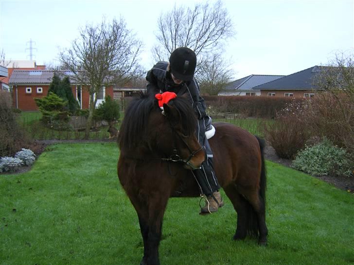 Islænder Múska fra Olesminde - godbid tl muska =) billede 7