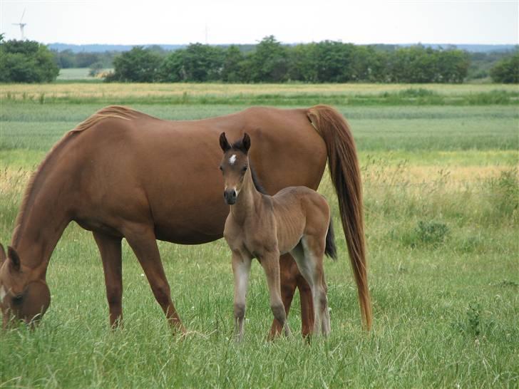 Arabisk fuldblod (OX) Fanillah - FOTO: Anne Finnderup billede 9