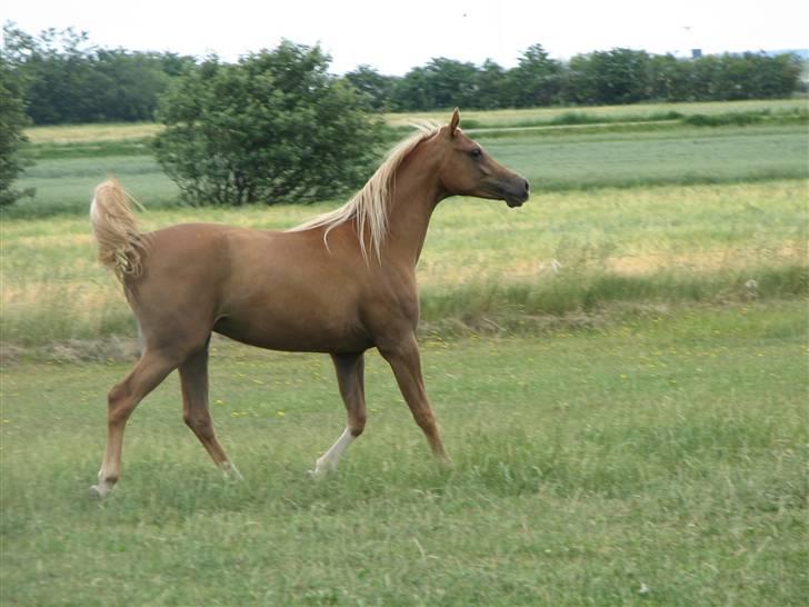 Arabisk fuldblod (OX) Cornicowah - FOTO: Anne Finnderup billede 7