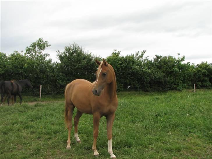 Arabisk fuldblod (OX) Cornicowah - FOTO: Anne Finnderup billede 8