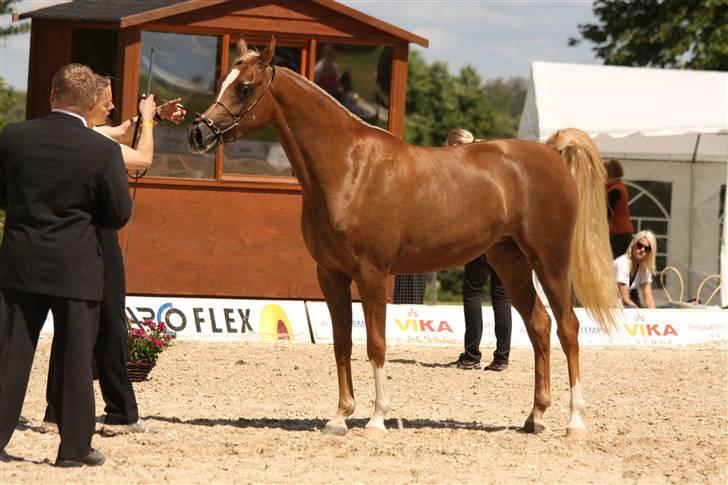 Arabisk fuldblod (OX) Cornicowah - Til nationalt show. Broholm.2008. 2. plads-. billede 9