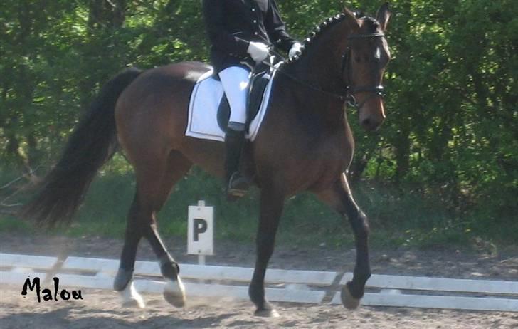 Anden særlig race Malou (SOLGT) R.I.P. <3 - Hvor er hun bare dejlig! 06 billede 1