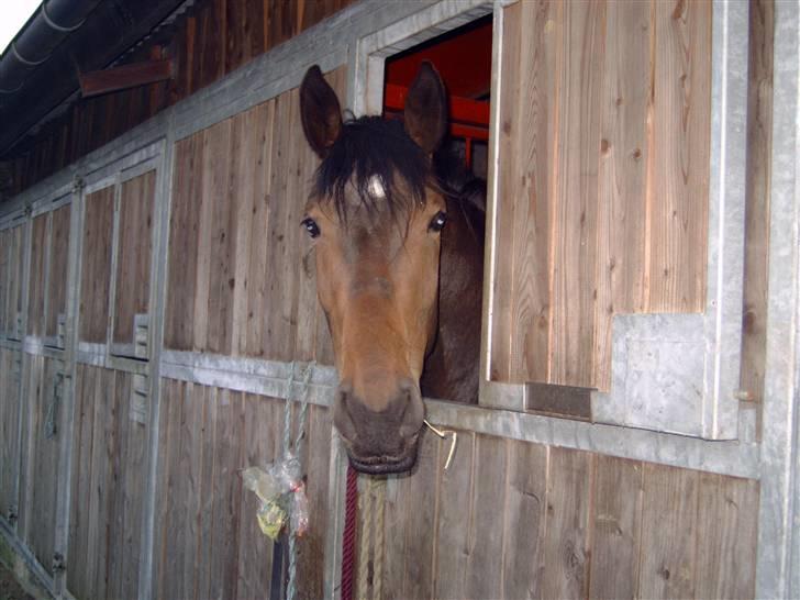Anden særlig race Malou (SOLGT) R.I.P. <3 - Malou som 3 års (har haft hende i en uge der) 05 billede 6