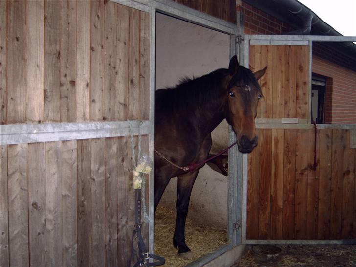 Anden særlig race Malou (SOLGT) R.I.P. <3 - Malou som 3 års  (har haft hende i en uge der) 05 billede 7