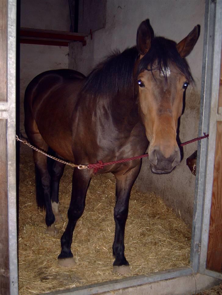 Anden særlig race Malou (SOLGT) R.I.P. <3 - Malou som 3 års  (har haft hende i en uge der) 05 billede 8
