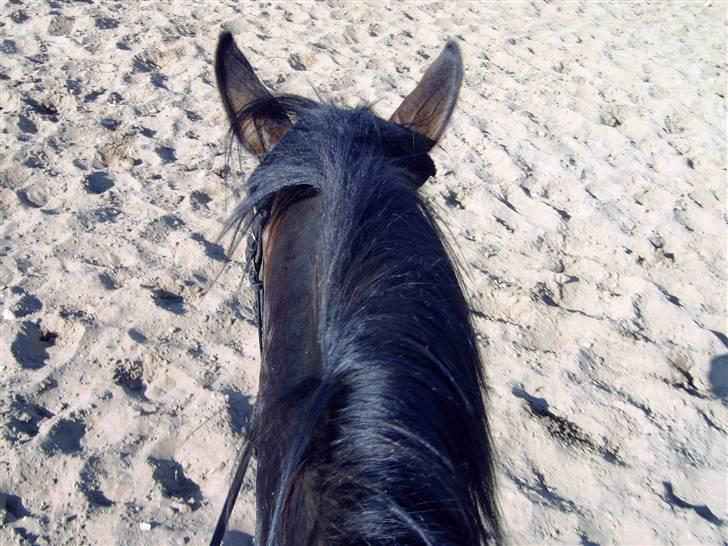 Anden særlig race Malou (SOLGT) R.I.P. <3 -  2005 billede 9