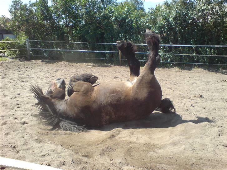 Jyde Mattias (Solgt) billede 10