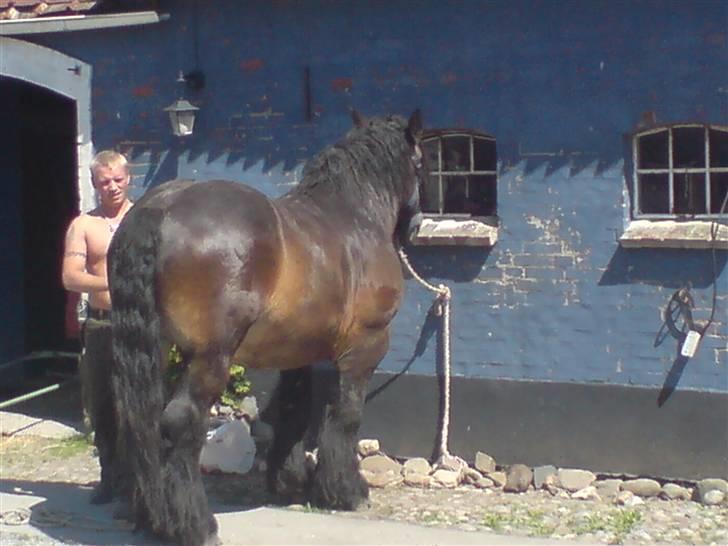 Jyde Mattias (Solgt) billede 11