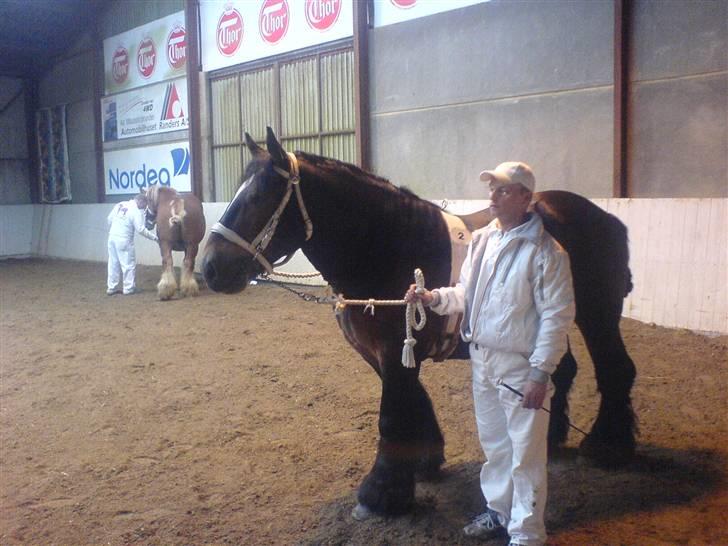 Jyde Mattias (Solgt) billede 12