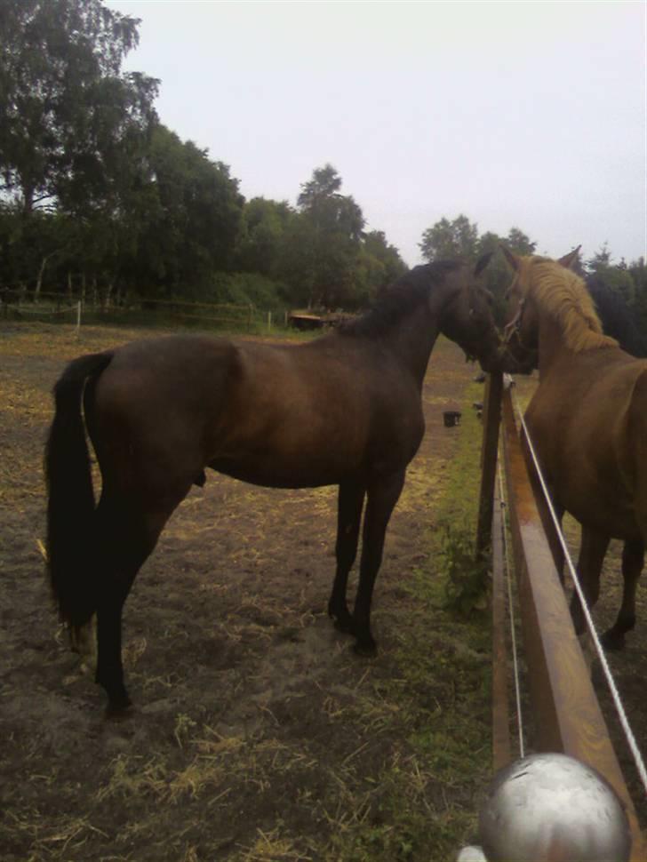 Dansk Varmblod Louciano SOLGT - Første gang han mødte de to andre (: billede 4