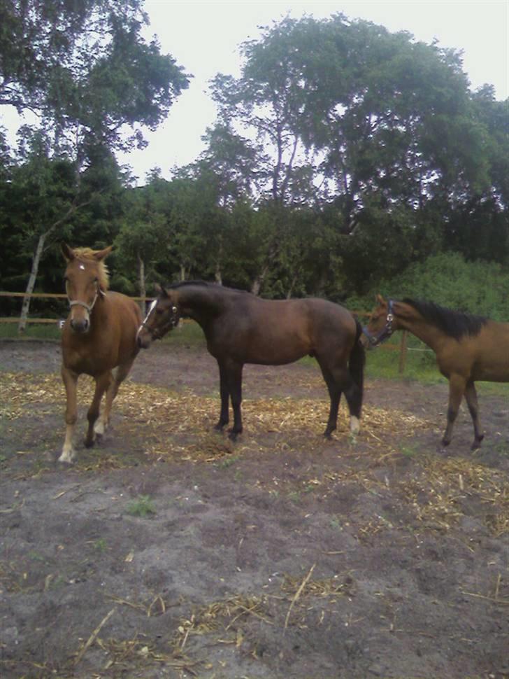 Dansk Varmblod Louciano SOLGT - Uhm, du dufter godt mighty ;) billede 5