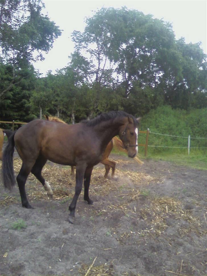 Dansk Varmblod Louciano SOLGT - Skaber sig lige lidt :P billede 6