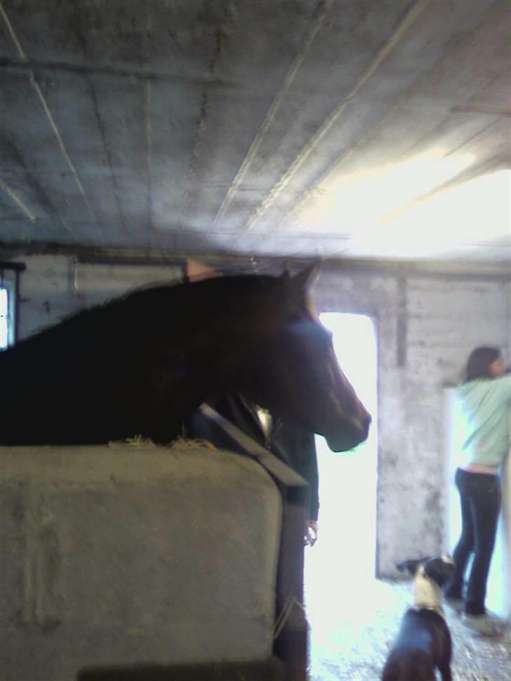 Dansk Varmblod Louciano SOLGT - Inde i hans boks . billede 7