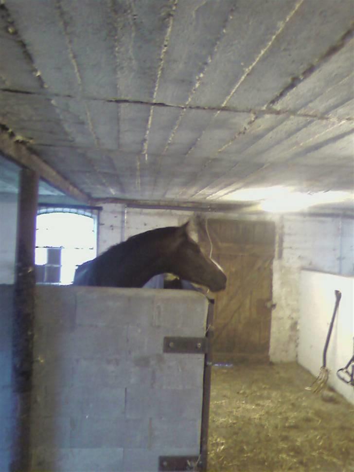 Dansk Varmblod Louciano SOLGT - Inde i hans boks . billede 8